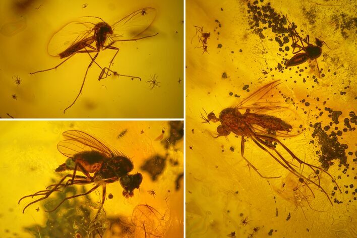 Four Fossil Flies (Diptera) In Baltic Amber #159780